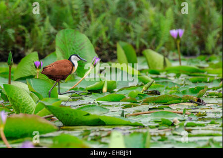 Jacana africana, trampolieri, passeggiate attraverso lilypads nella palude Mabamba, Uganda. Formato orizzontale con copyspace. Foto Stock