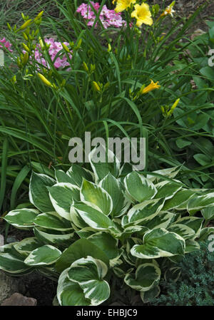 Hosta Patriot Foto Stock