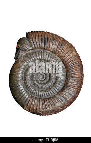 Ammonita Snakestone Dactylioceras commune da Whitby, Giurassico inferiore e Lias superiore Foto Stock