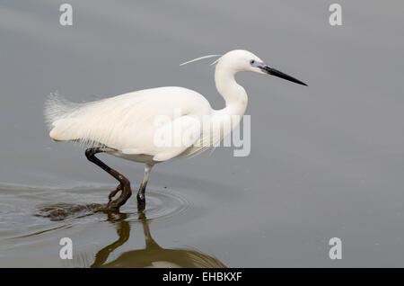 Garzetta 'Egretta garzetta' Camargue Francia Foto Stock