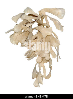 Hornwrack - Flustra foliacea Foto Stock