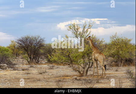 Giraffa - Giraffa camelopardalis Foto Stock