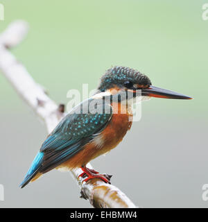 Colorati uccelli Kingfisher, Comune Femmina Kingfisher (Alcedo athis), in piedi su un ramo Foto Stock