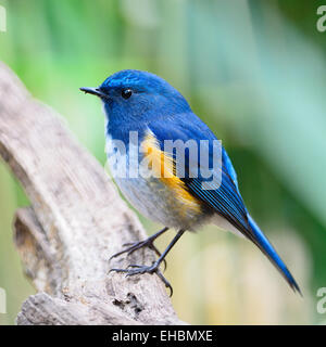 Blue Bird, maschio Bluetail himalayano (Tarsiger rufilatus), in piedi sul log, Profilo laterale Foto Stock
