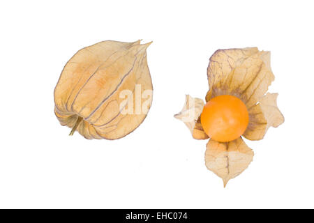 Physalis frutti isolati su sfondo bianco Foto Stock