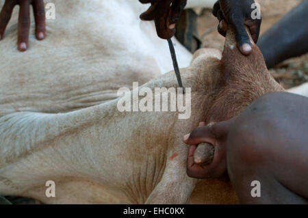 Un toro ucciso con un coltello nella parte posteriore del suo collo ad una cerimonia di nozze, Archer area Post, Kenya Foto Stock