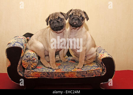 Pug Foto Stock