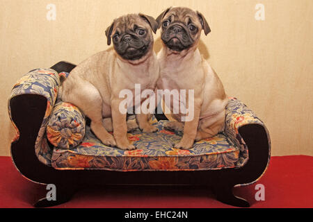 Pug Foto Stock