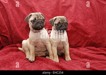 Pug Foto Stock