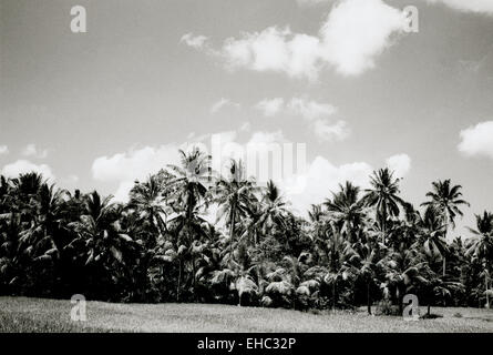 Fotografia di viaggio - Paesaggio di una foresta tropicale di Bali in Indonesia nel sud-est asiatico in Estremo Oriente. Natura alberi ad albero tropici Foto Stock