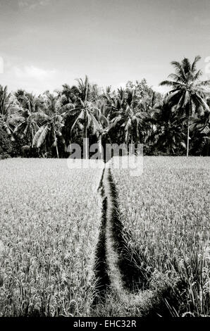 Terrazza di riso campo in Ubud a Bali in Indonesia nel sud-est asiatico. Campi Natura paesaggio cibo naturale Paddy Paradise Wanderlust evasione Travel Foto Stock