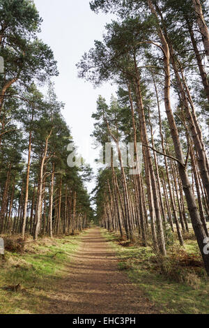 John Muir modo vicino a Dunbar Foto Stock