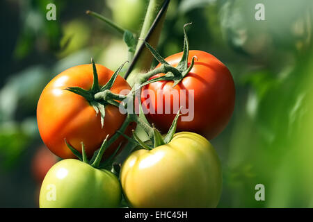 Rosso e i pomodori verdi su un ramo di close-up immagine Foto Stock