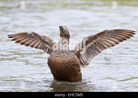 Eider comune (Somateria mollissima), femmina adulta bagni di mare, Seahouses, Northumberland, England, Regno Unito Foto Stock