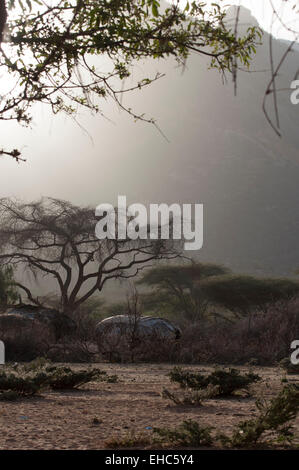 Tipiche baite sotto un grande albero di acacia in un Samburu villaggio vicino a Ngurunit, Kenya Foto Stock