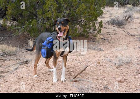 Cane con zaino, prove Zona San Ysidro, New Mexico - USA Foto Stock