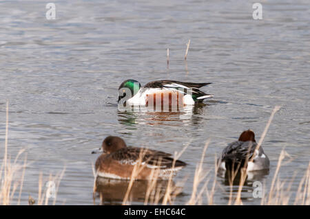 Un maschio di mestolone anatra Anas clypeata, la condivisione di un lago con una coppia di Wigeon, Anas penelope a Staveley Riserva Naturale Inghilterra Foto Stock