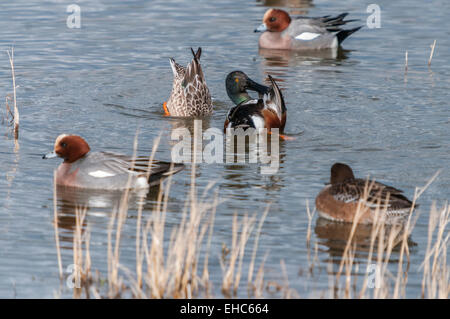 Wigeon, Anas penelope la condivisione di un lago con un mestolone anatra Anas clypeata, a Staveley Riserva Naturale, nello Yorkshire, Inghilterra Foto Stock