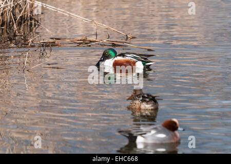 Un maschio di mestolone anatra Anas clypeata, la condivisione di un lago con una coppia di Wigeon, Anas penelope a Staveley Riserva Naturale Inghilterra Foto Stock