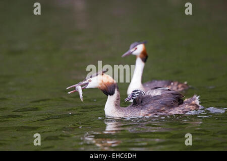 Svasso maggiore (Podiceps cristatus) adulti e piscina di pulcino su acqua, Norfolk, Inghilterra, Regno Unito Foto Stock