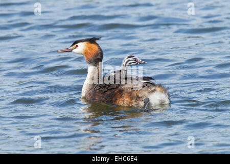 Svasso maggiore (Podiceps cristatus) adulti e piscina di pulcino su acqua, Norfolk, Inghilterra, Regno Unito Foto Stock