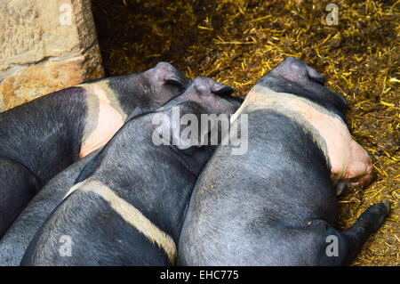 British a doppio spiovente suini addormentato nel porcile. Foto Stock