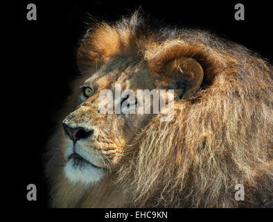 Un moody lion pensando Foto Stock