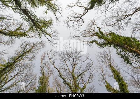 Vecchi alberi ricoperti di edera per raggiungere il cielo Foto Stock