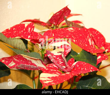 Poinsettia Euphorbia pulcherrima Natale fiori rosso verde Foto Stock