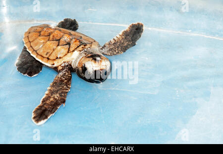 Tartaruga embricata neonati nuoto in acqua. Foto Stock