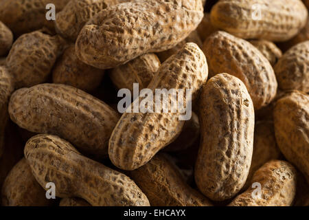 Salate tostate arachidi sgusciate pronto a mangiare Foto Stock