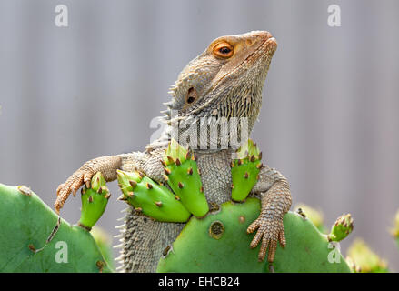 Australian lizard a rilassarci Foto Stock