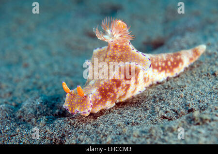 Nudibranch strisciando sulla barriera corallina. Foto Stock