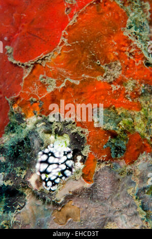 Nudibranch strisciando sulla barriera corallina. Foto Stock