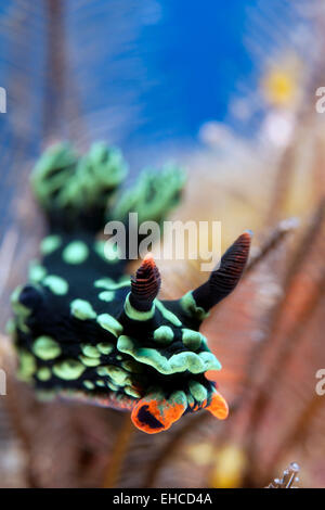 Nudibranch strisciando sulla barriera corallina. Foto Stock