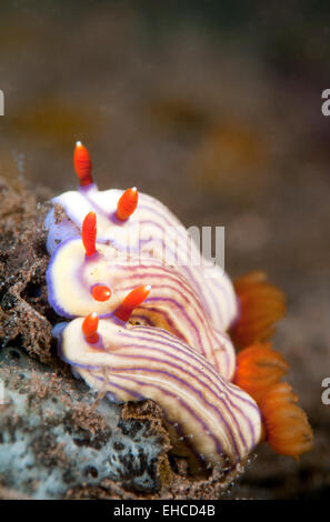 Nudibranch strisciando sulla barriera corallina. Foto Stock