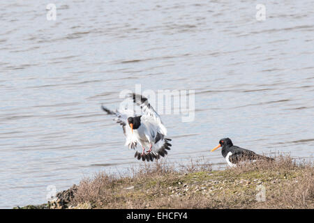 Una coppia di Oystercatchers, uno sbarco dopo il salto in aria come parte della sua routine preening (così è apparso!) Foto Stock