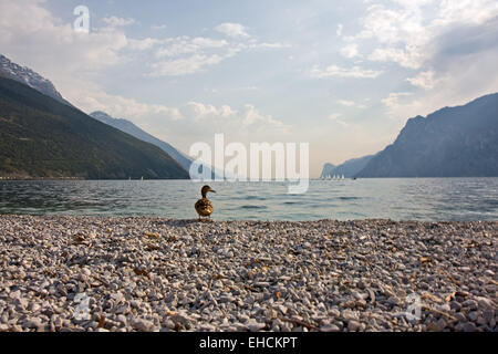 Anatra al lago di Garda in Italia Foto Stock