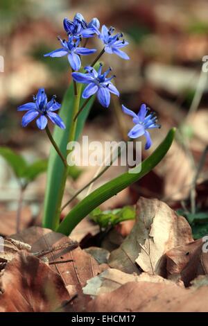 Squill, Scilla bifolia Foto Stock