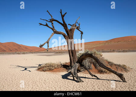 Morto il camel Thorn Tree (Vachellia erioloba), nascosto Vlei, sale e argilla pan, Namib Desert, Namib Naukluft Park, Namibia Foto Stock