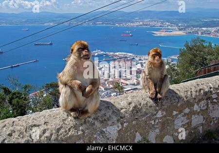 Due macachi (macaca sylvanus) seduto su un muro vicino alla parte superiore della roccia, Gibilterra, Regno Unito, Europa occidentale. Foto Stock
