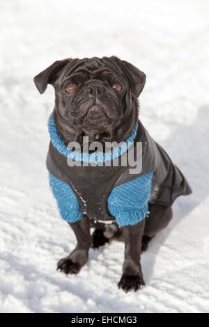 Black Pug in un maglione nella neve Foto Stock