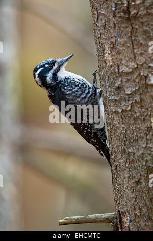 Eurasian tre-toed Woodpecker (Picoides tridactylus), Tirolo, Austria Foto Stock