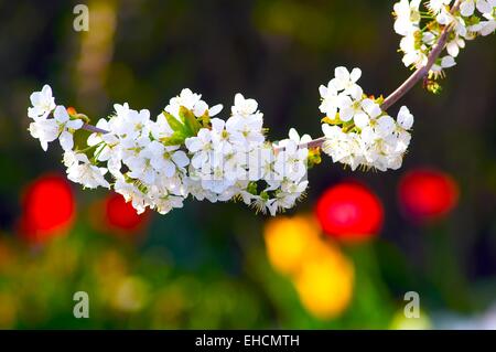 Kirschblüten im Frühling, fiore di ciliegio Foto Stock