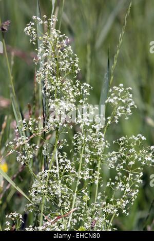 Bedstraw montante, verticale hedge bedstraw Foto Stock