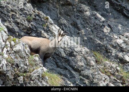 Chamois Foto Stock