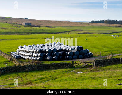 Balle di fieno avvolto in plastica nera in un campo su un agriturismo nel Parco nazionale di Northumberland England Regno Unito Foto Stock