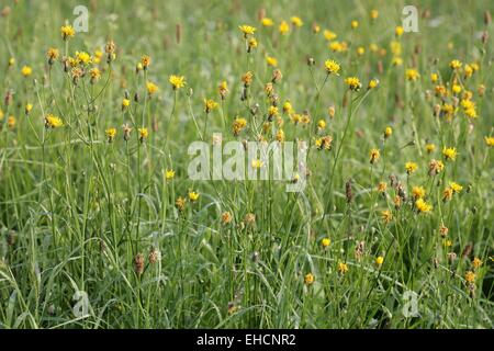 Ruvido Hawk's-barba, Crepis biennis Foto Stock