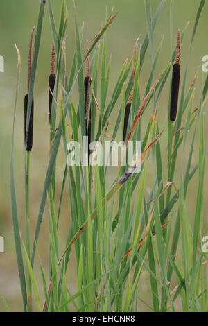 Tifa, Typha latifolia Foto Stock