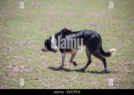 Kelpie - Australiano sheepdog Foto Stock